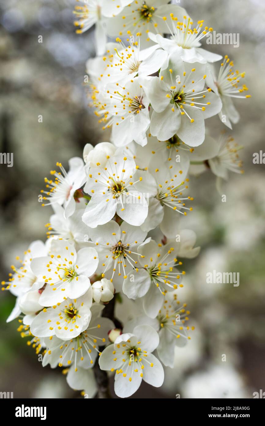 Reichlich weiße Blüten auf einer Birne Stockfoto