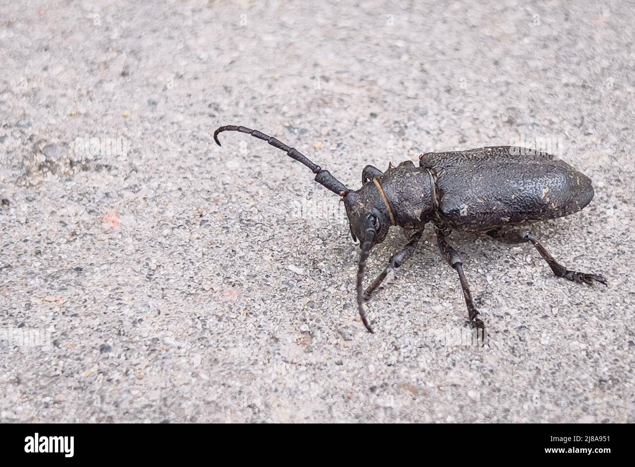 Schwarzer großer Bug mit langen Antennen auf der Straße mit Kopierraum Stockfoto