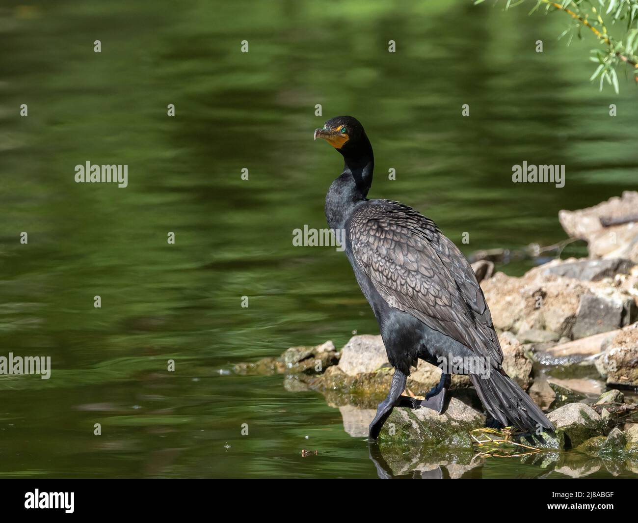 Nahaufnahme eines Kormorans mit Doppelcresting, der eine interessante Pose aufwirft, da er an der Küste eines grünen Wassersees ruht. Stockfoto