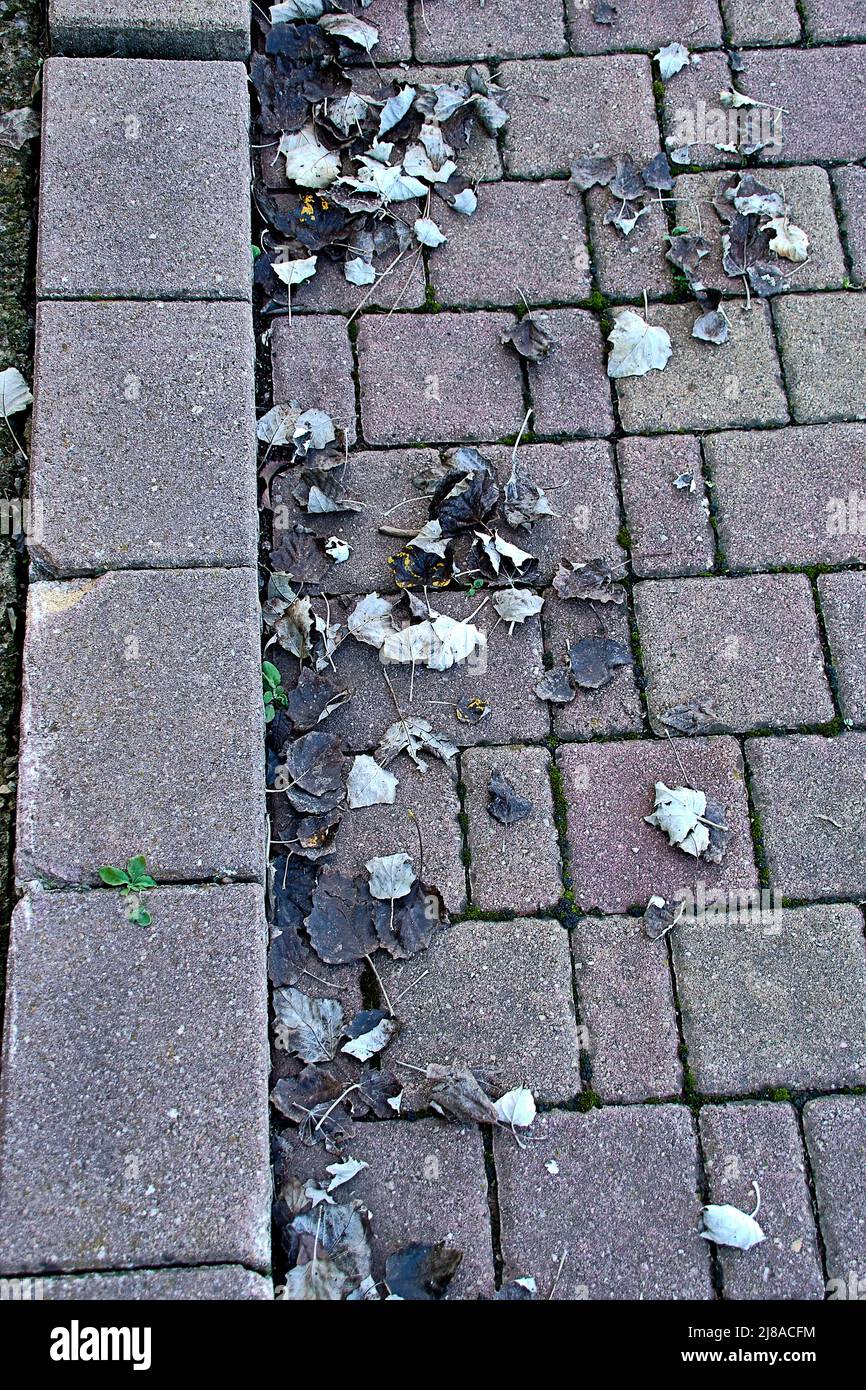 Steinweg mit herbstlichen Herbstblättern. Horizontale und vertikale Linien, niedrige Sättigung, Overhead-Ansicht Stockfoto