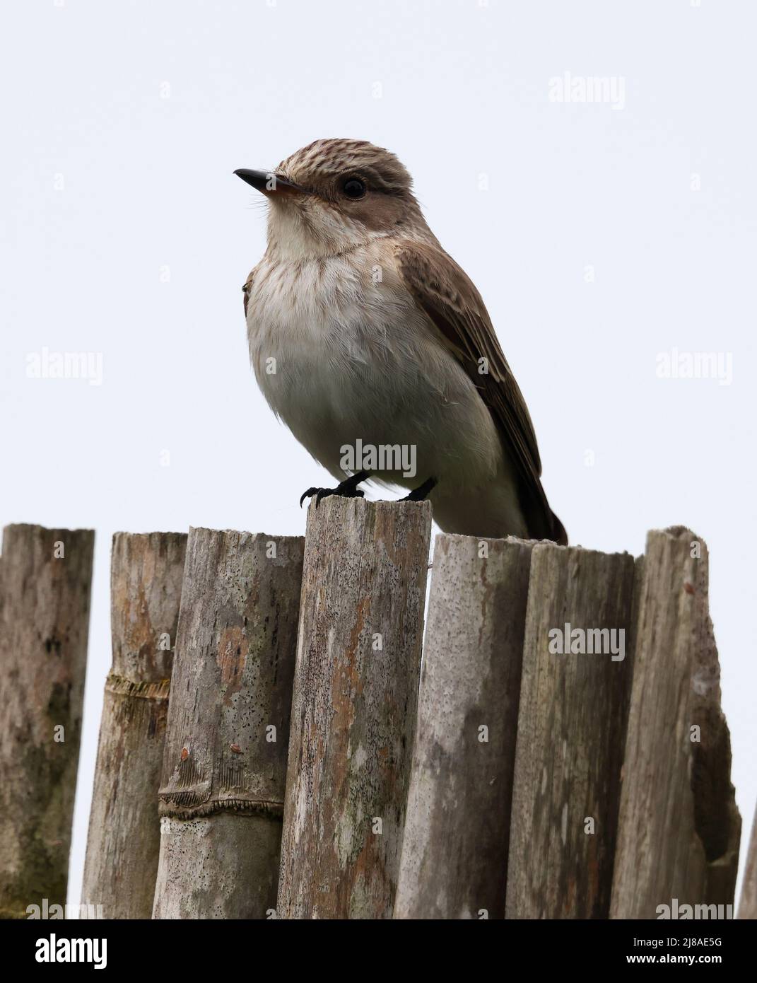 Gefleckter Fliegenfänger im S'Albufera Mallorca Stockfoto