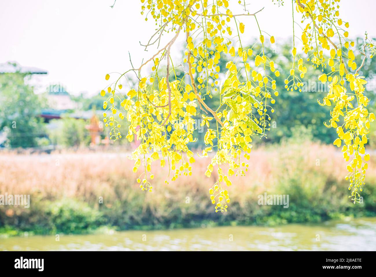 Gelbe Blüten in Blüte. Schönes Bouquet mit tropischen Blumen und Pflanzen auf weißem Hintergrund. Gelbe Glyzinie. Stockfoto