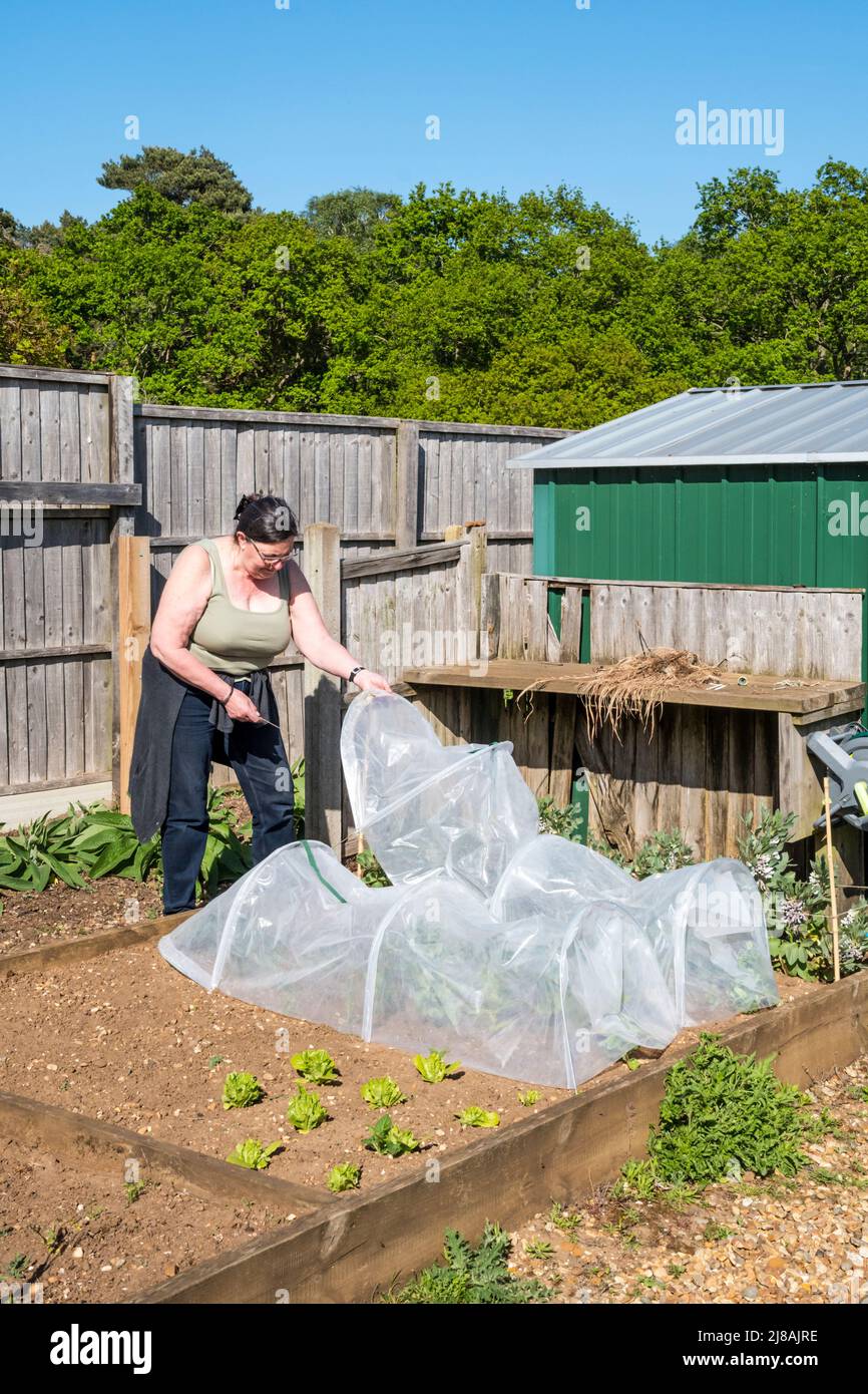 Frau, die ein Paar Plastikklumpen auf einem Gemüsebett baut, um den Boden zu erwärmen und junge Pflanzen zu schützen. Stockfoto