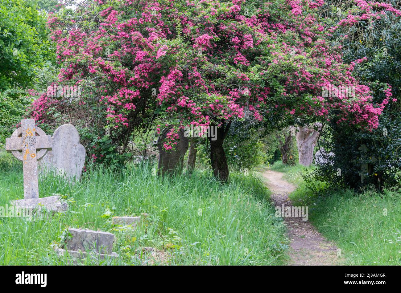 Midland Hawthorn in Southampton Old Cemetery, Southampton Common, Großbritannien Stockfoto