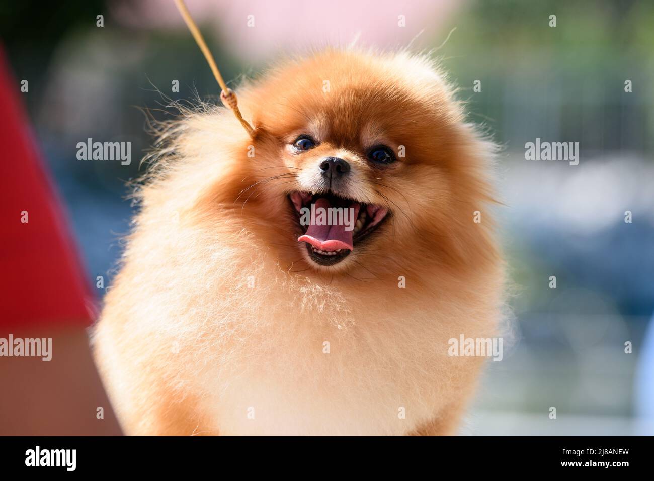 Ein fröhlicher, von der Sonne erleuchteter Pommern schaut auf. Der Mund des Hundes ist offen und seine Zunge ragt heraus. Nahaufnahme. Stockfoto