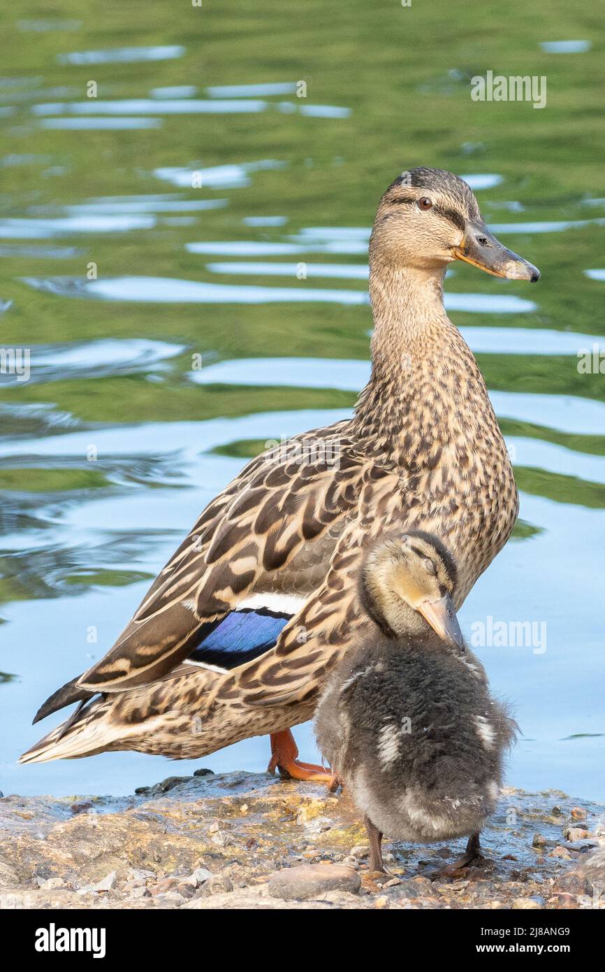 Stockente und Ente am Cemetery Lake am Southampton Common Stockfoto