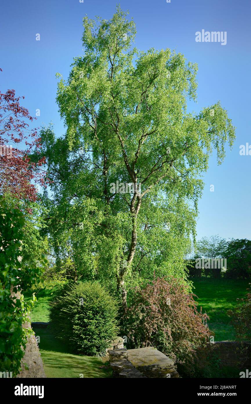 Willow Tree Masham North Yorkshire England Großbritannien Stockfoto