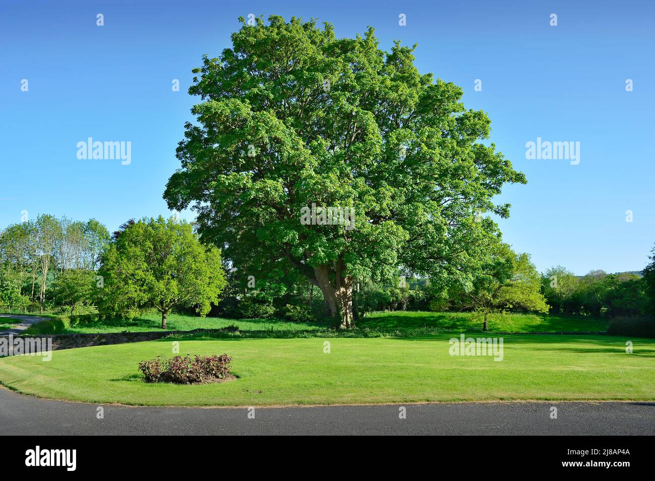 Platanenbaum Masham North Yorkshire England Stockfoto