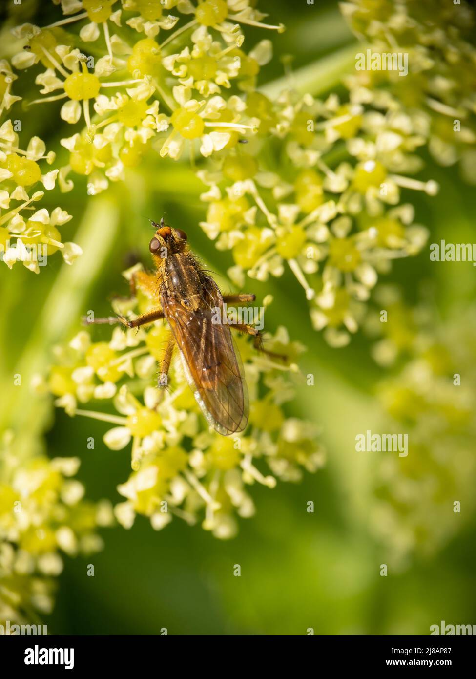 Gelbe Mistfliege, Scathophaga stercoraria. Stockfoto