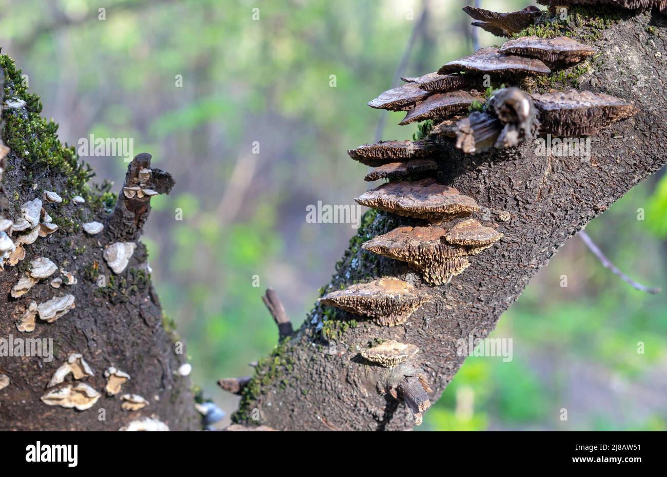 Baumstamm mit parasitären Pilzen aus der Familie der Meruliaceae. Stockfoto
