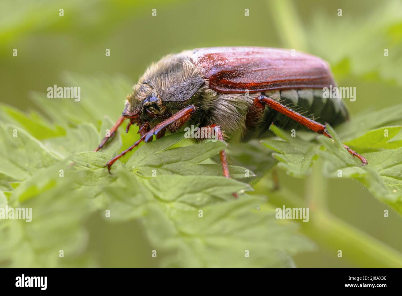 Gewöhnlicher Kakadus (Melolontha melolontha) Käfer, der auf Kraut ruht. Wildlife Szene der Natur in Europa. Niederlande. Stockfoto