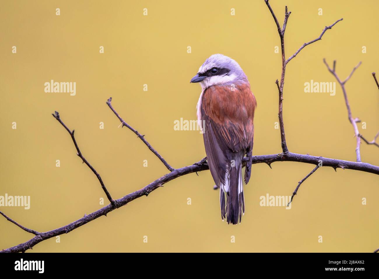 Rotrückenwürger (Lanius collurio) auf einem Ast. Dies ist ein fleischfressender Singvögel und Mitglied der Garnelenfamilie Laniidae. Wildtierszene o Stockfoto