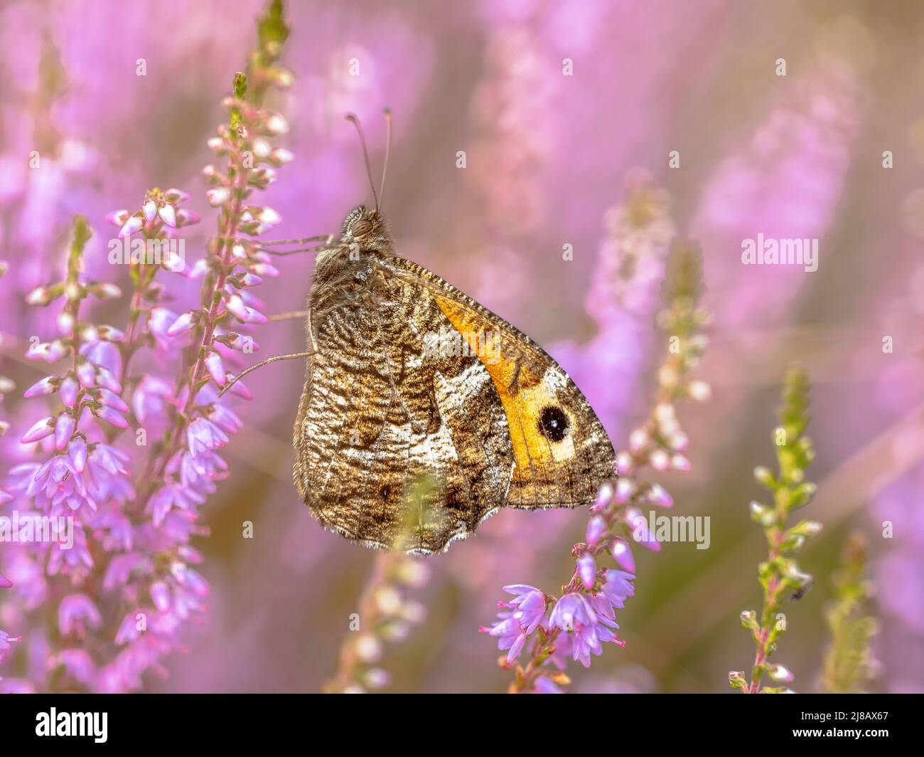 Die Schmetterlingspopulationen in den Niederlanden haben aufgrund von Trockenheit, Klimawandel und Stickstoff dramatisch abgenommen Stockfoto