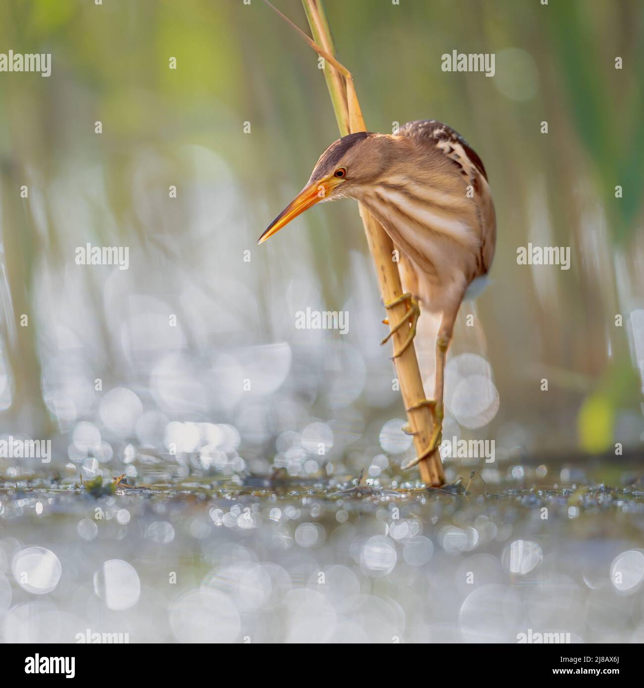 Kleine Seeschwalbe (Ixobrychus minutus), die im Schilf über dem Wasser eines Sees thront, während sie angeln. Bulgarien. Wildlife Szene der Natur in Europa. Stockfoto