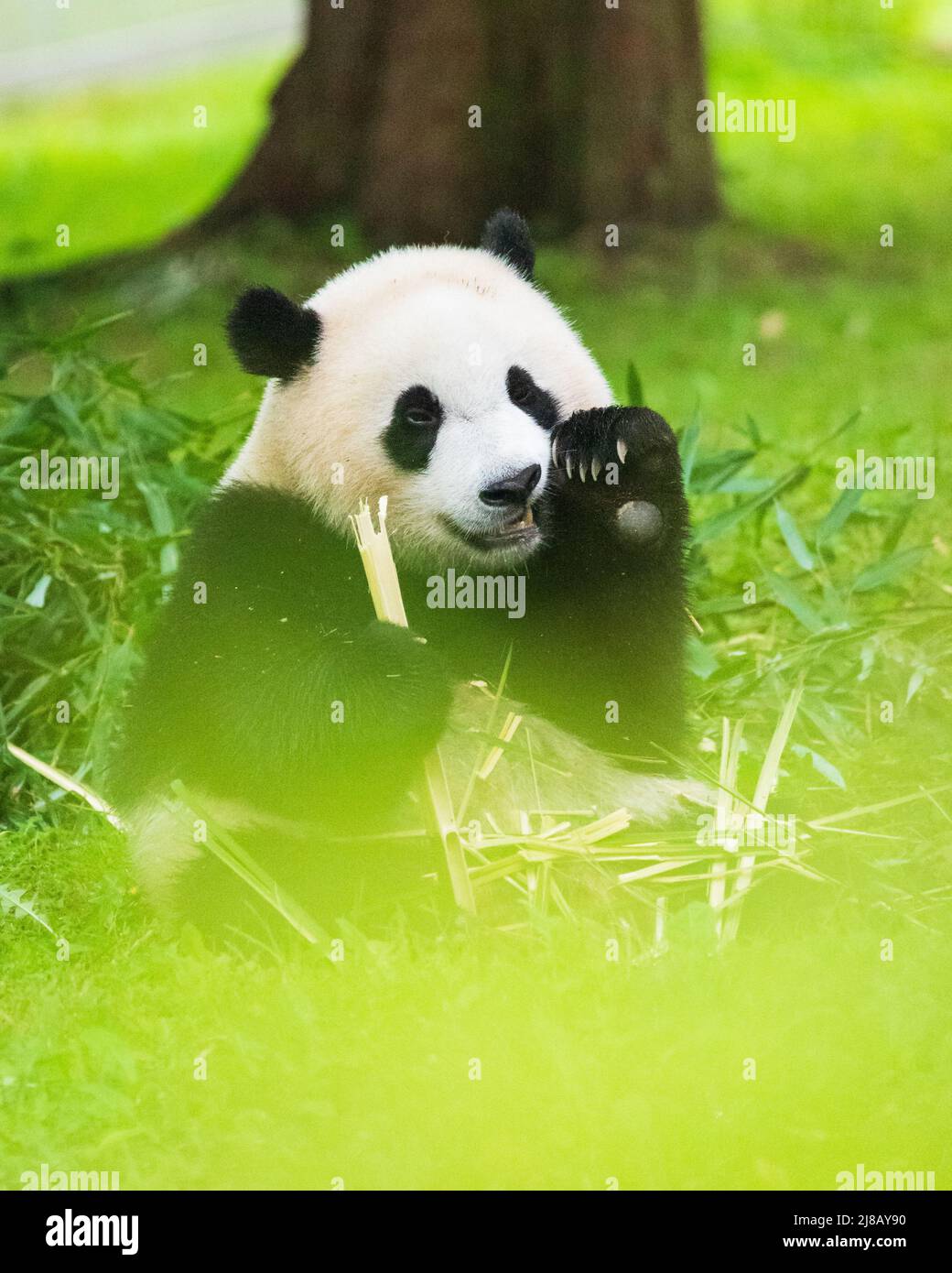 Porträt eines Pandabären im Smithsonian National Zoo, der im Gras sitzt und Bambushaufen frisst. Stockfoto