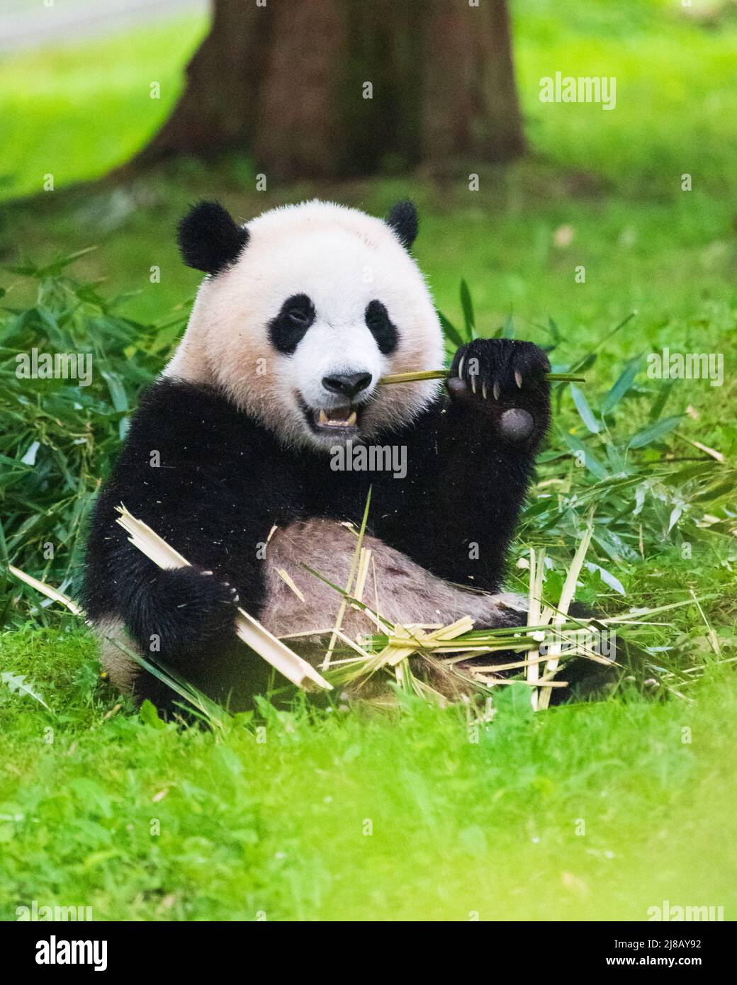 Porträt eines Pandabären im Smithsonian National Zoo, der im Gras sitzt und Bambushaufen frisst. Stockfoto