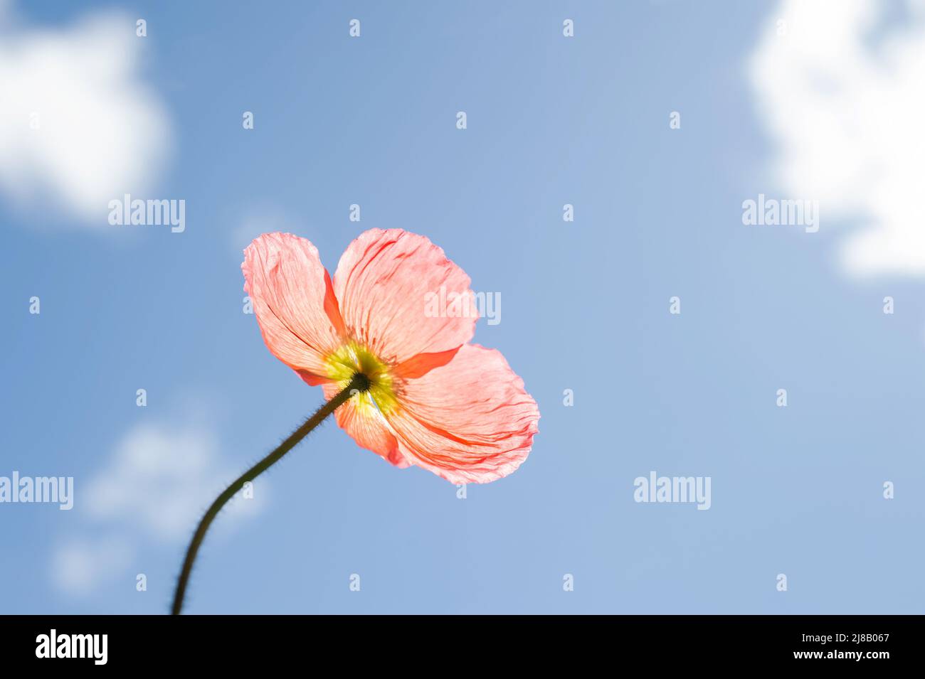 Isländische Mohnblume, blauer Himmel und weiße Wolken. Kurzlebige Blume, die sich in der Sonne sonnt. Die Mohnblume streckt sich zum Himmel und sieht glücklich aus. Stockfoto