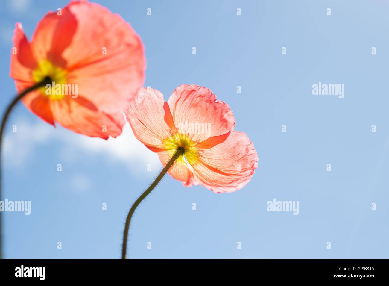 Isländische Mohnblumen, blauer Himmel und weiße Wolken ziehen vorbei. Positive Aussichten auf die Welt. Stockfoto