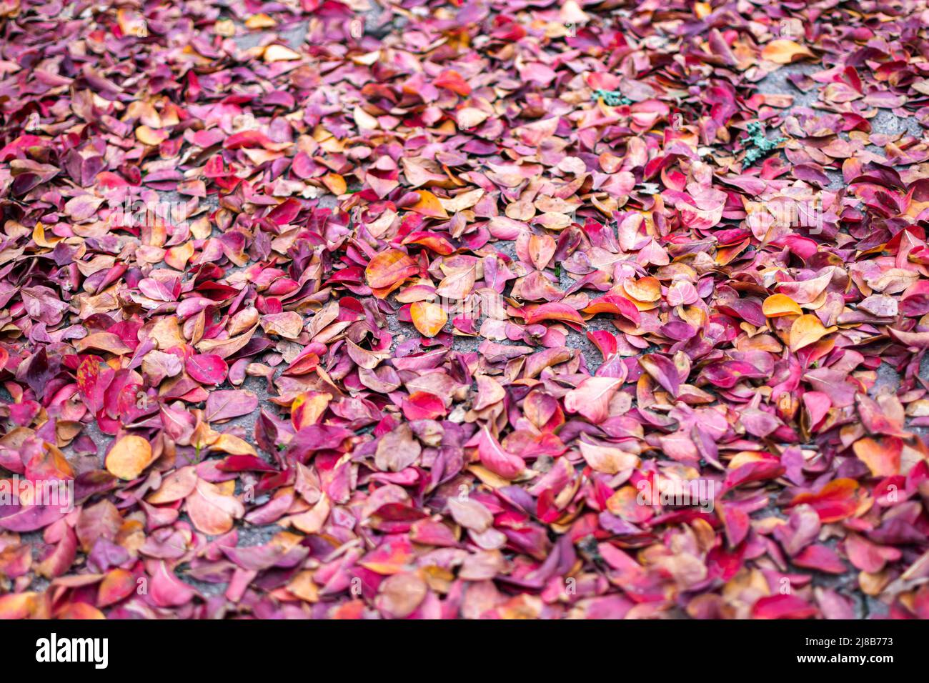 Herbstfarben säumenden den Boden Stockfoto