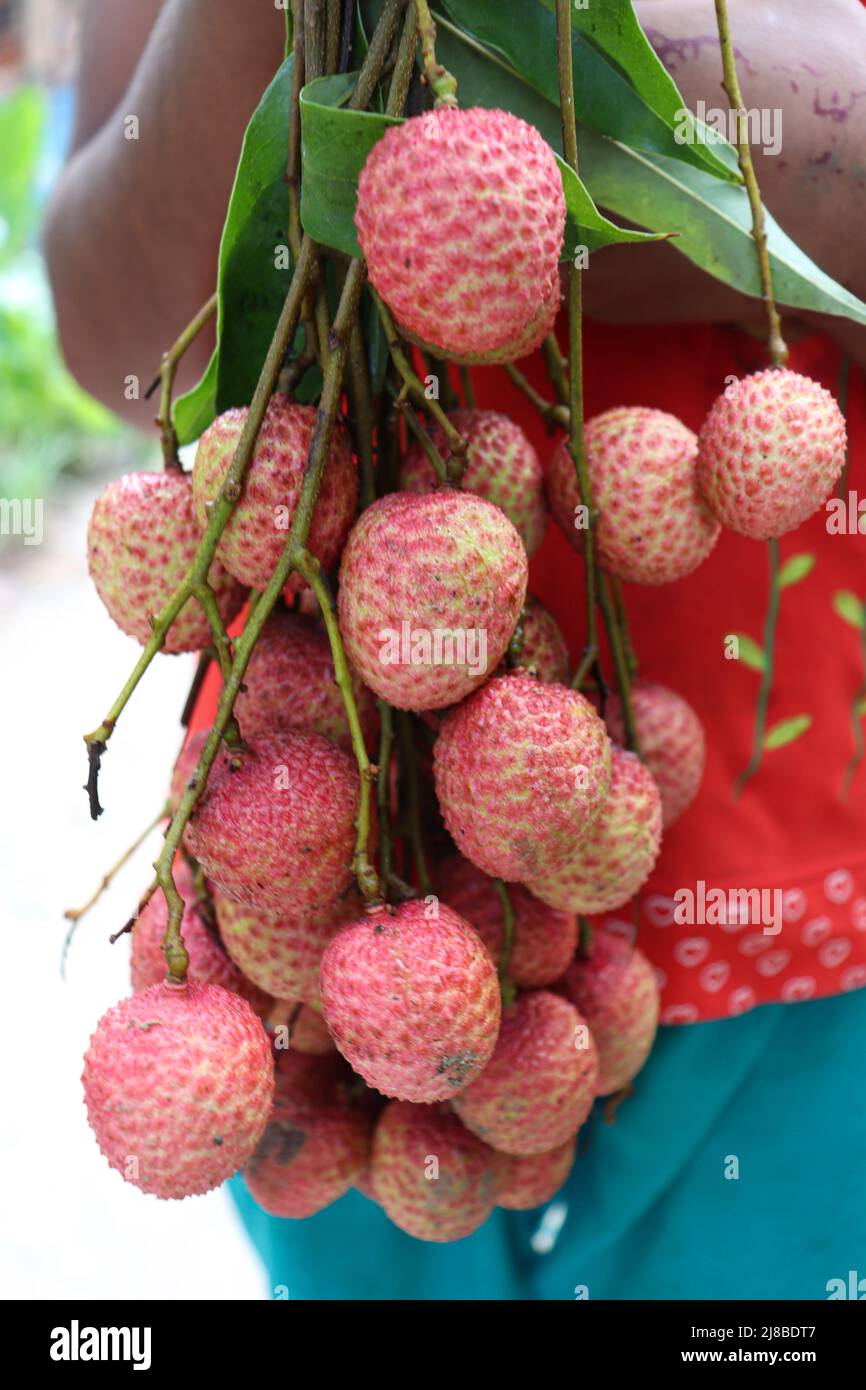 Leckere und gesunde Litchi-Haufen in der Farm für die Ernte und Verkauf Stockfoto