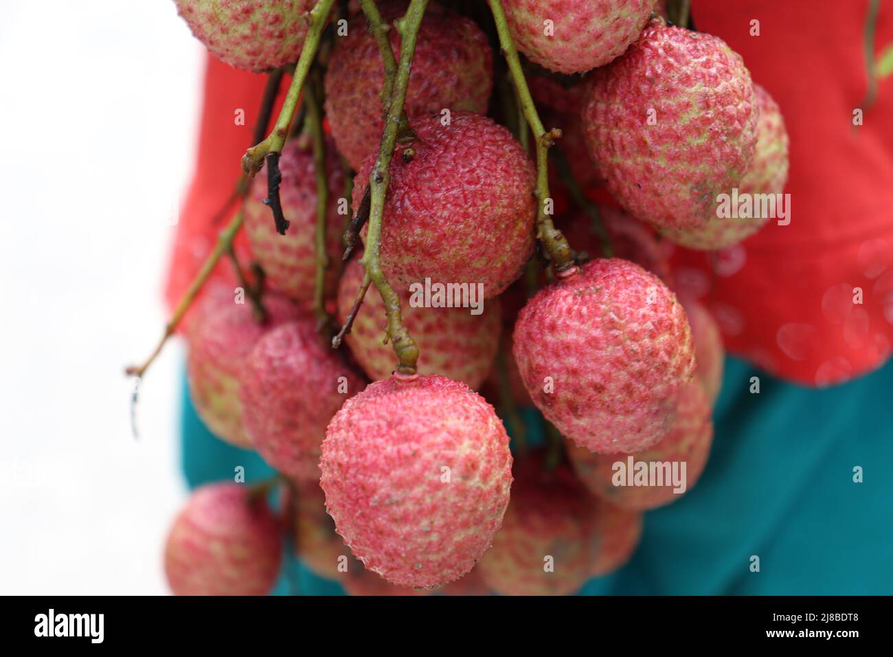 Leckere und gesunde Litchi-Haufen in der Farm für die Ernte und Verkauf Stockfoto