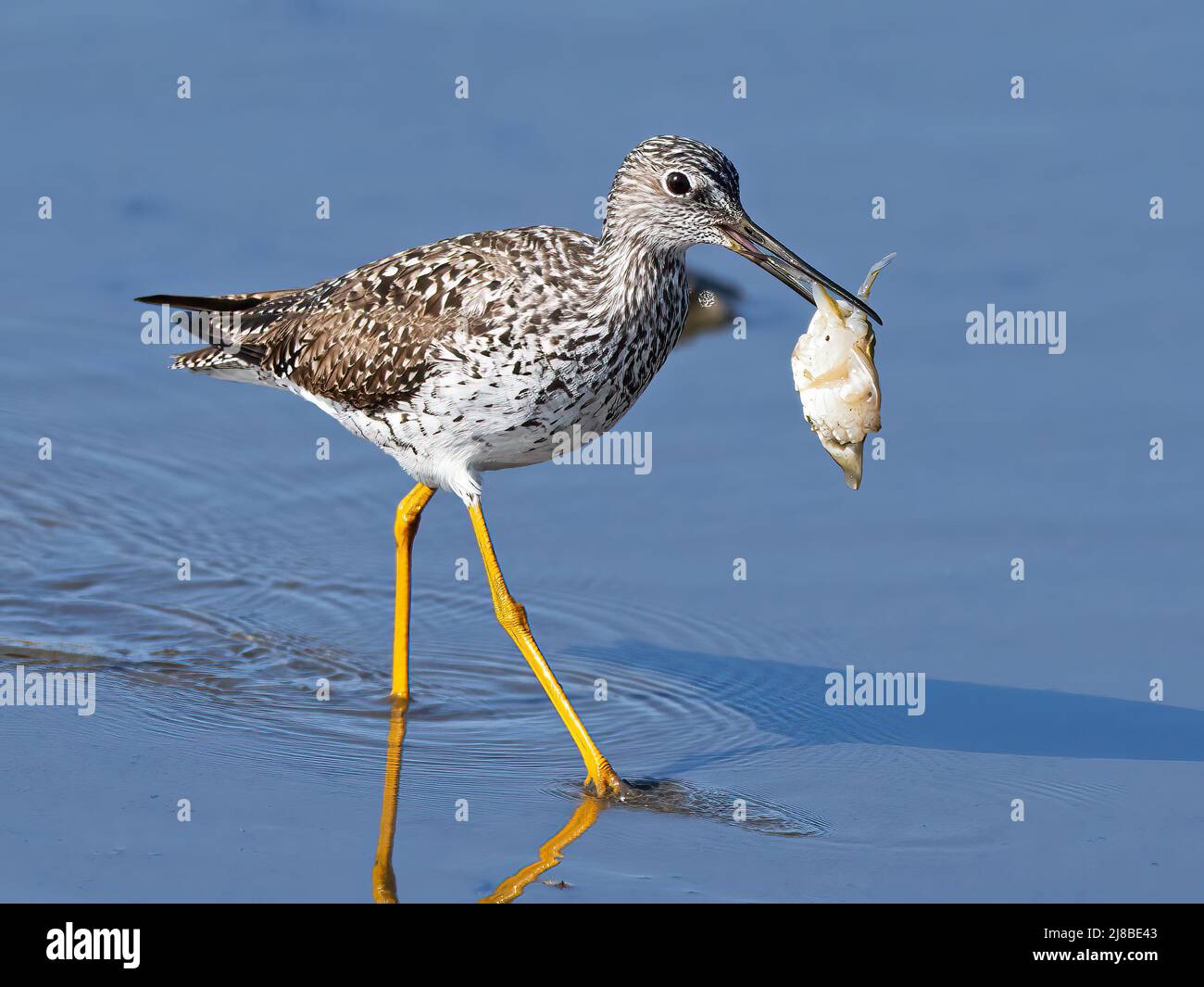 Greater Yellowlegs mit einer Krabbe Stockfoto