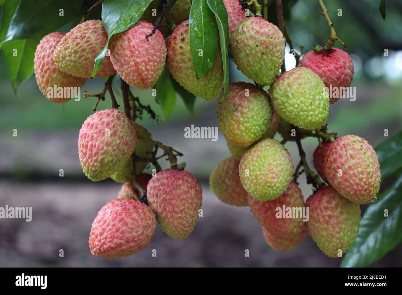 Leckere und gesunde Litchi-Haufen in der Farm für die Ernte und Verkauf Stockfoto