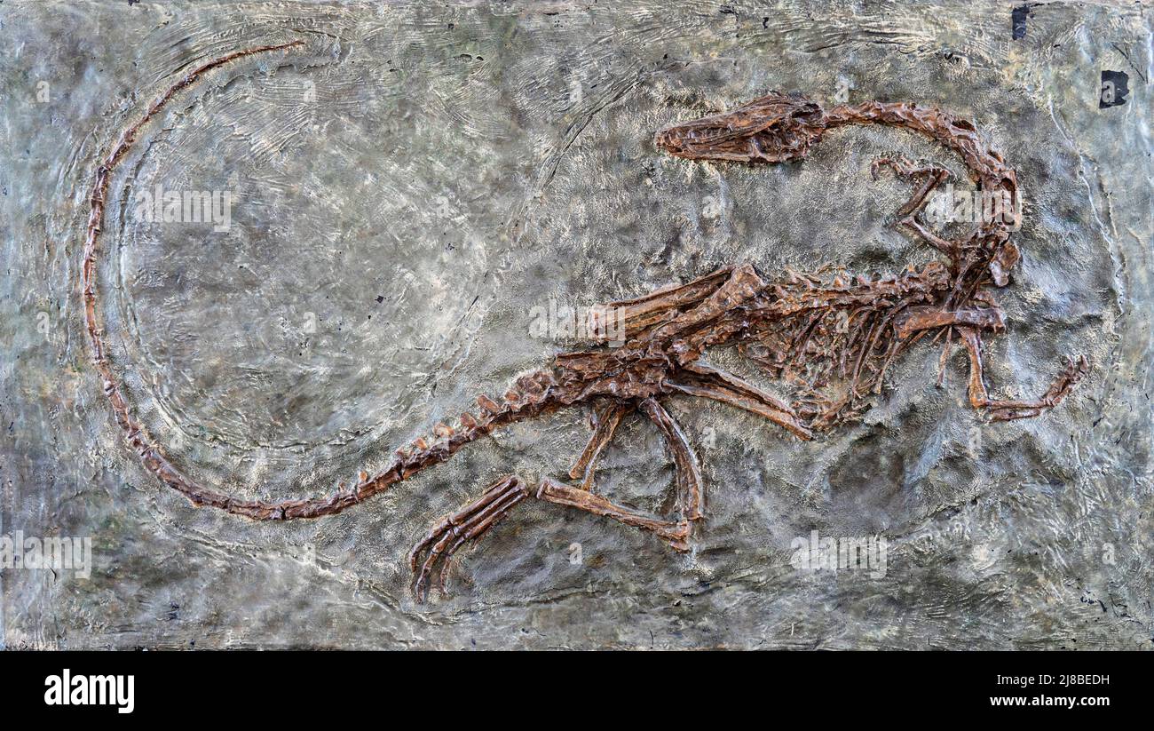 Versteinerte gruselige versteinerte Dinosaurier Velociraptor Fossil bleibt in Stein mit Details des Skeletts mit Schädel Stockfoto