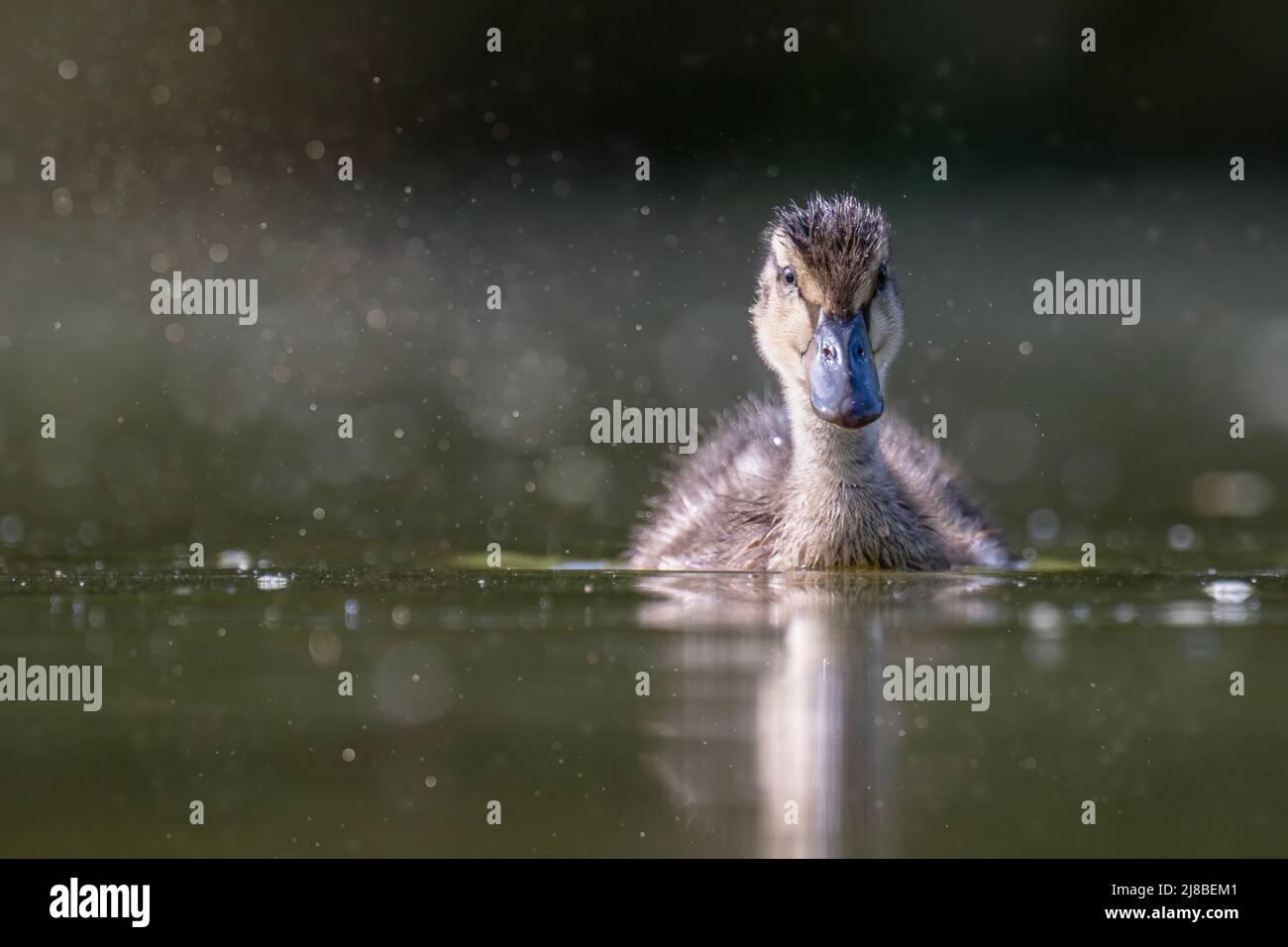 Eine kleine Ente schwimmt in einem Bach und sucht nach Nahrung. Stockfoto