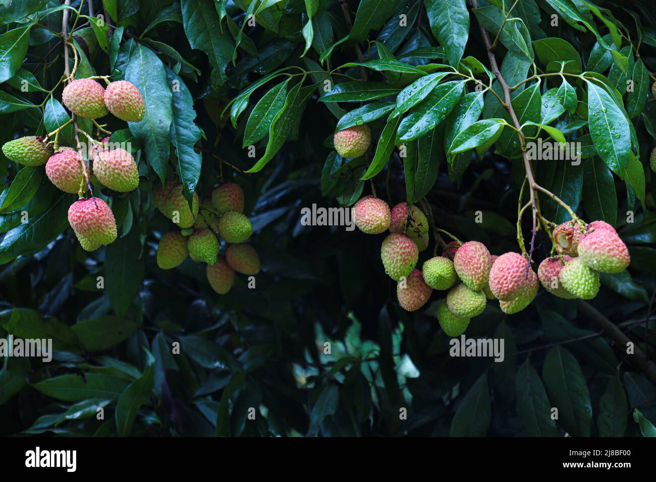 Leckere und gesunde Litchi-Haufen in der Farm für die Ernte und Verkauf Stockfoto