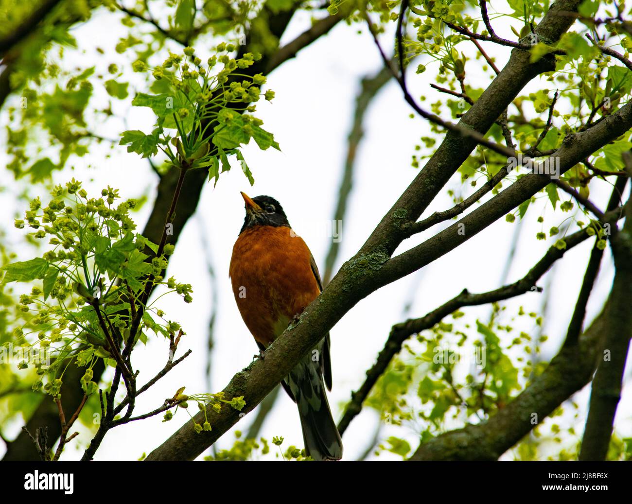 Ein eingelaunter Robin-Vogel, der im Frühjahr auf einem Ahornbaum-Ast steht - Stock-Fotografie Stockfoto