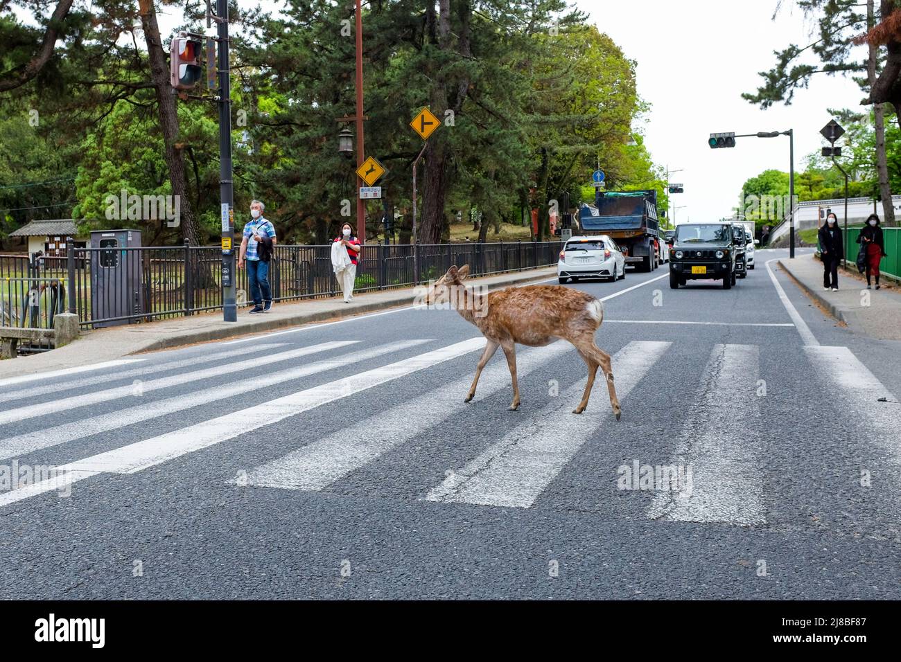 Ein Hirsch überquert eine Straße in Nara, Japan. Stockfoto