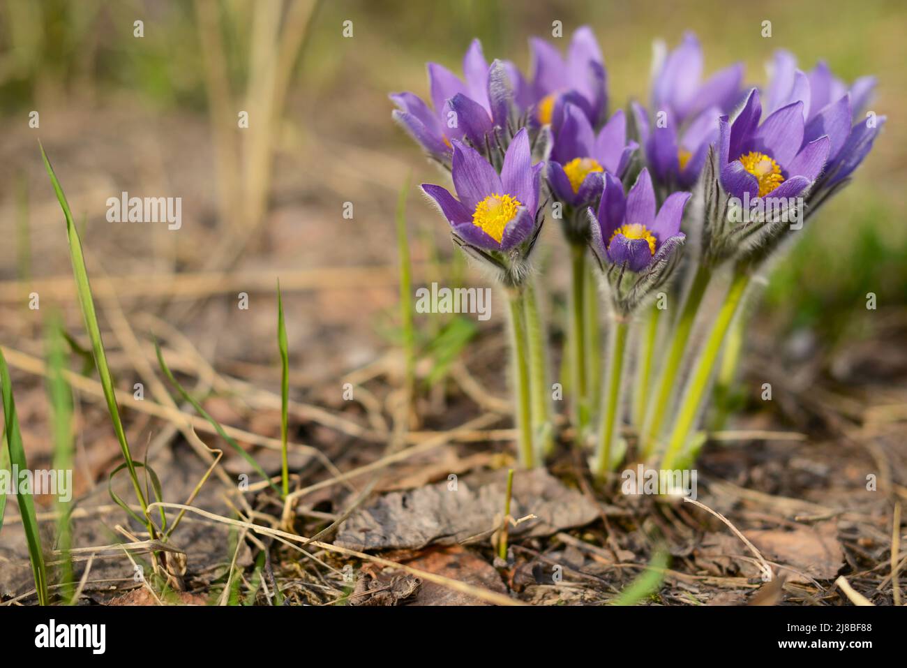 Schneeglöckchen Blumen. Traumgras Pulsatilla patiniert. Sanfte Frühlingsviolett-Feldblumen in Waldfeldern Stockfoto