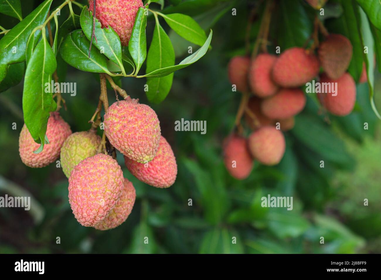 Leckere und gesunde Litchi-Haufen in der Farm für die Ernte und Verkauf Stockfoto