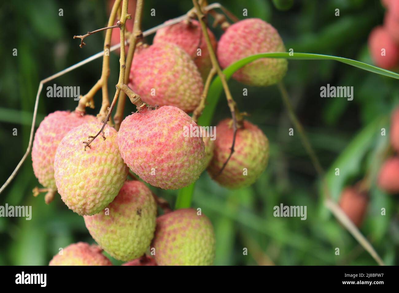 Leckere und gesunde Litchi-Haufen in der Farm für die Ernte und Verkauf Stockfoto