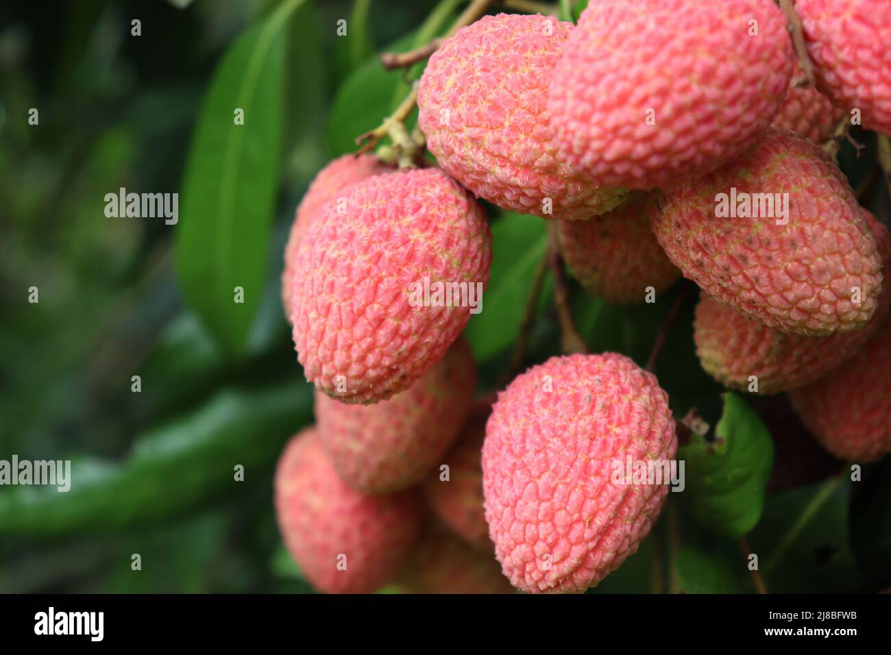 Leckere und gesunde Litchi-Haufen in der Farm für die Ernte und Verkauf Stockfoto