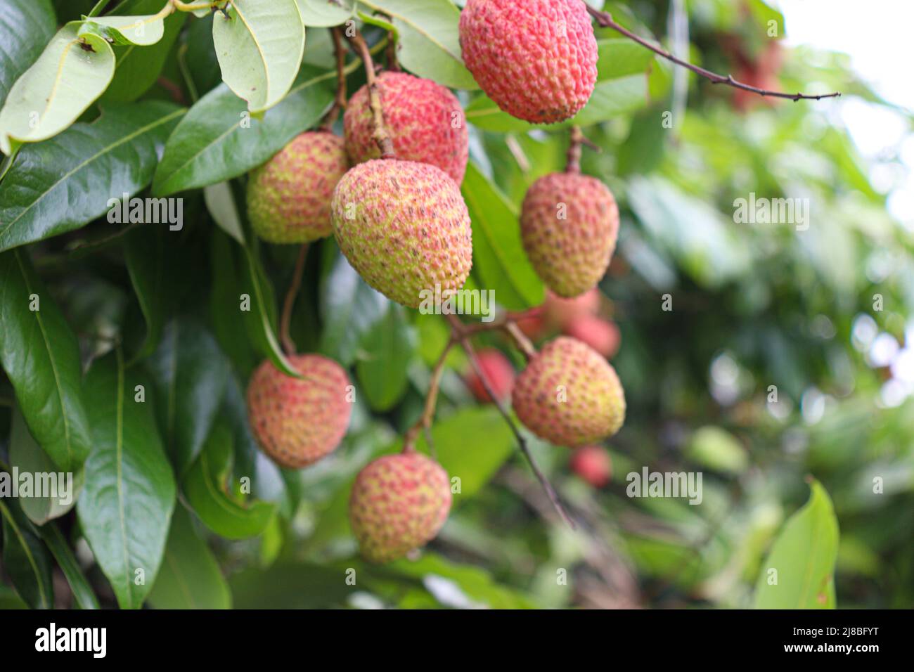 Leckere und gesunde Litchi-Haufen in der Farm für die Ernte und Verkauf Stockfoto