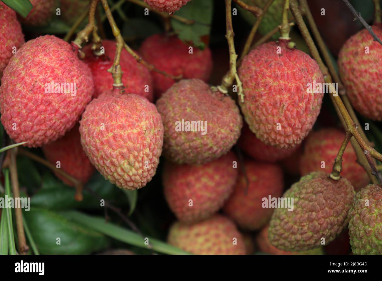 Leckere und gesunde Litchi-Haufen in der Farm für die Ernte und Verkauf Stockfoto