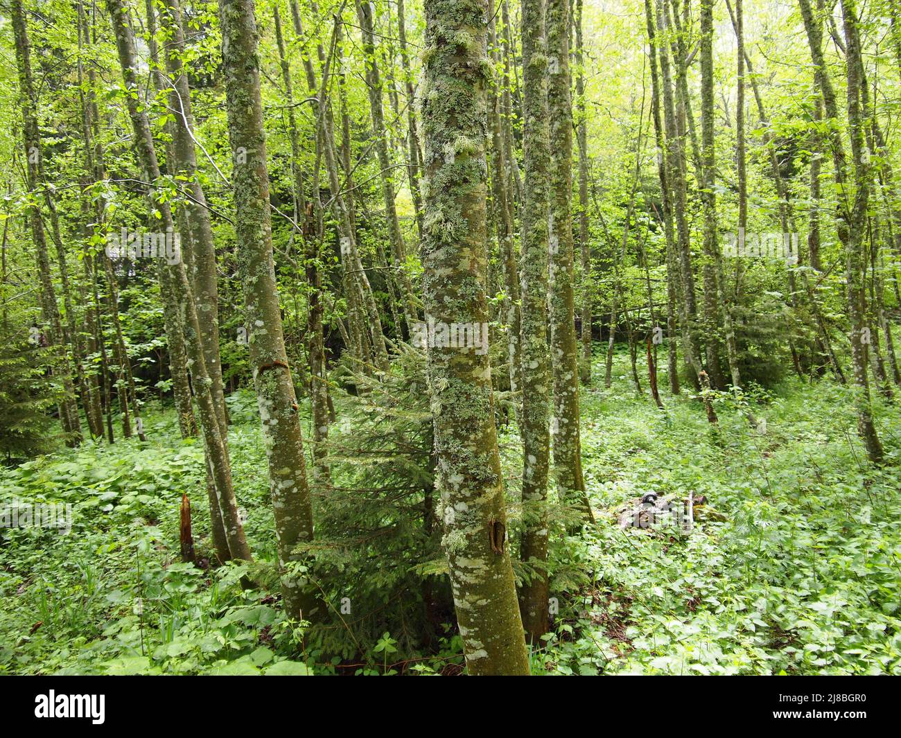 Menzenschwand-Tal - Biosphärenreservat Schwarzwald (St. Blasien, Landkreis Waldshut, Baden-Württemberg, Bundesrepublik Deutschland) Stockfoto