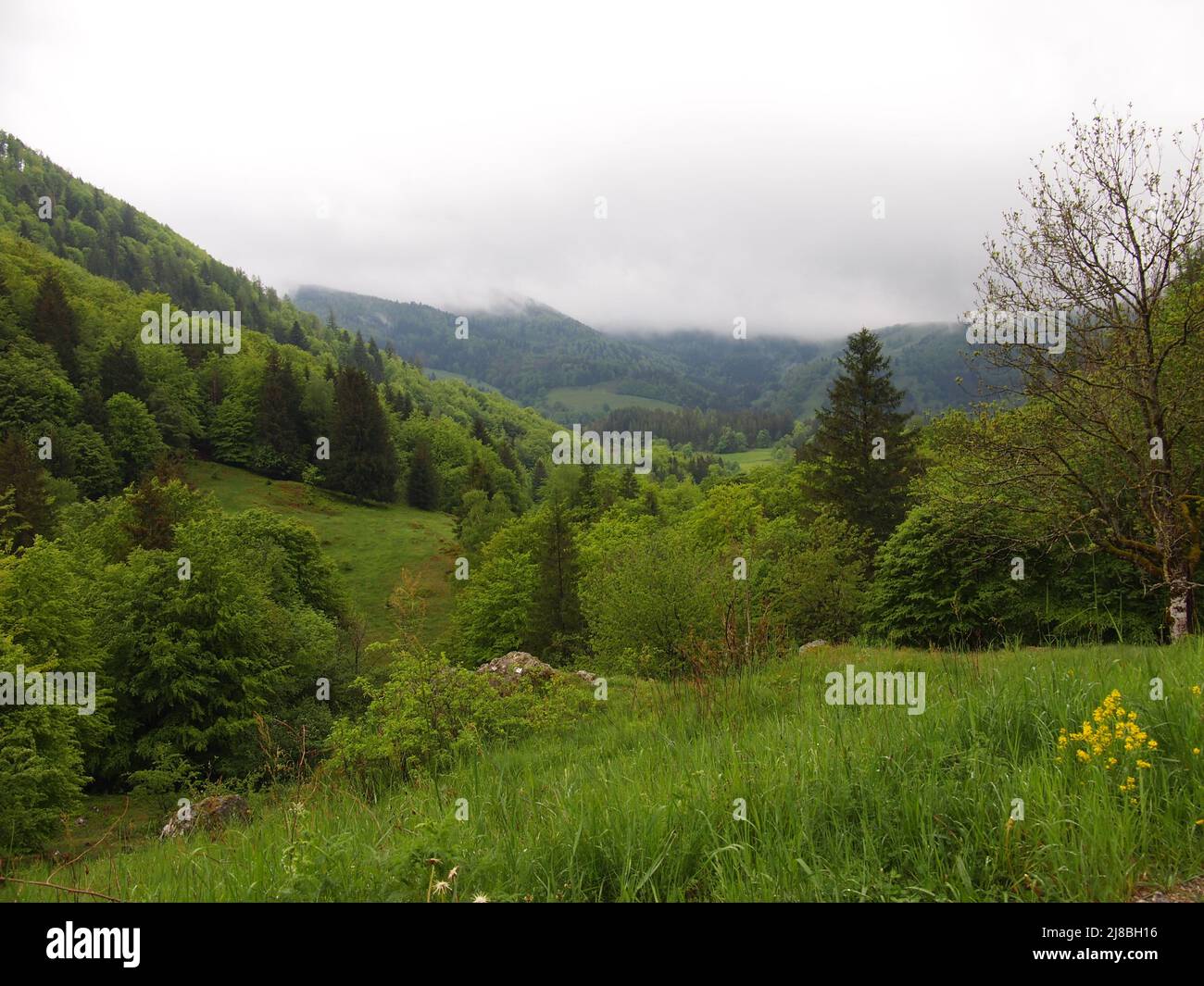 Biosphärenreservat Schwarzwald (Baden-Württemberg, Bundesrepublik Deutschland) Stockfoto