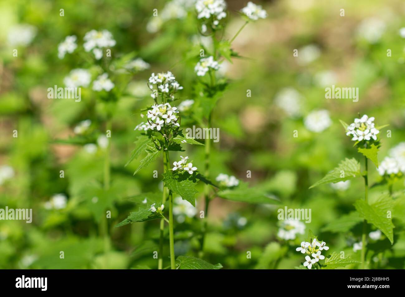 Alliaria petiolata, Knoblauch Senf Frühling weißen Blüten selektiven Fokus Stockfoto
