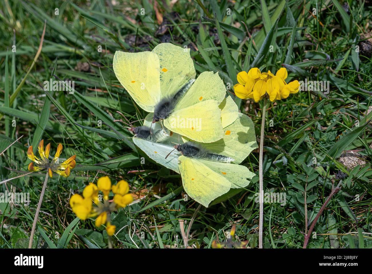Schwefel Schmetterling Gonepteryx rhamni Balz Verhalten. Weiblicher Schmetterling, der zwei männliche Schmetterlinge ablehnt, England, Großbritannien Stockfoto