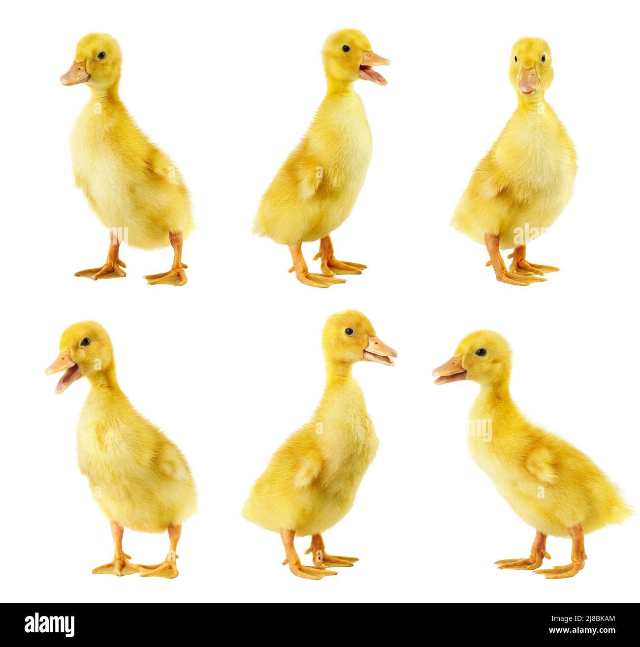 Gelbe, flauschige Enten isoliert auf weißem Hintergrund Stockfoto