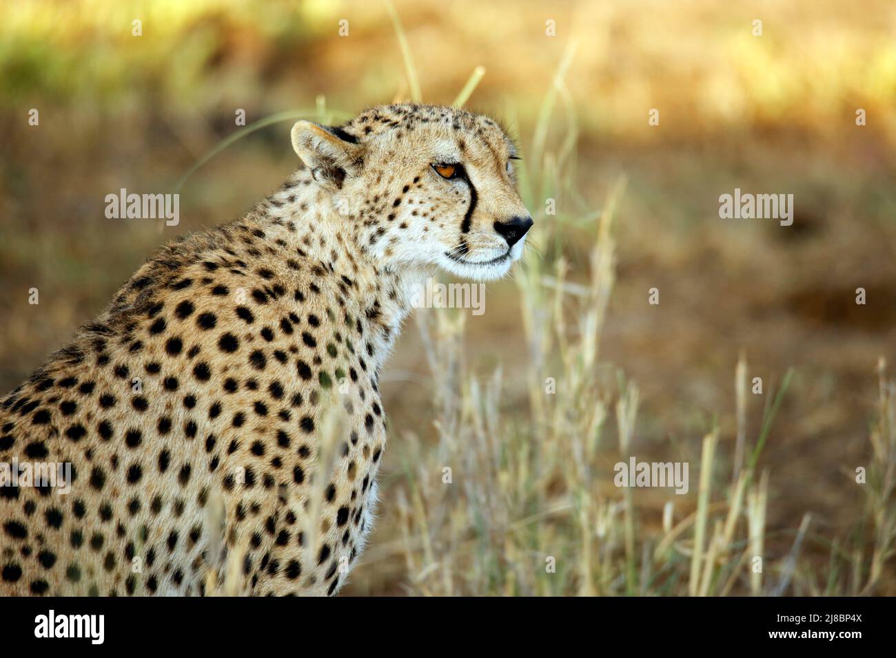 Cheetah (Acinonyx jubatus) im Profil. Amboseli, Kenia Stockfoto