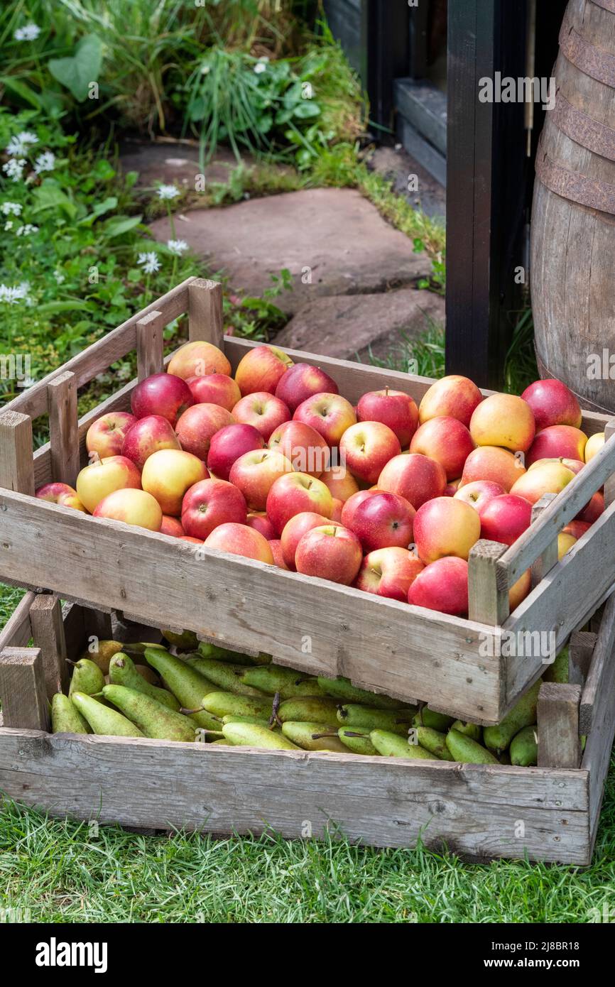 Tabletts mit Äpfeln und Birnen. VEREINIGTES KÖNIGREICH Stockfoto