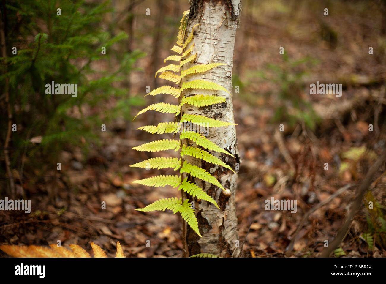 Farn im Wald. Wachstum in der Natur. Natürliche Farben der Flora. Stockfoto