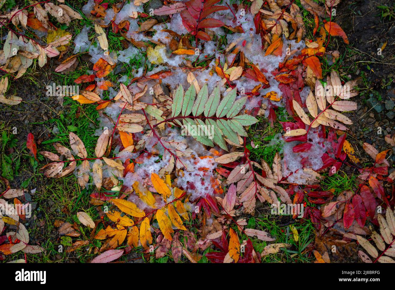 Natürlicher natürlicher natürlicher Hintergrund mit Herbstblättern auf dem Gras Stockfoto