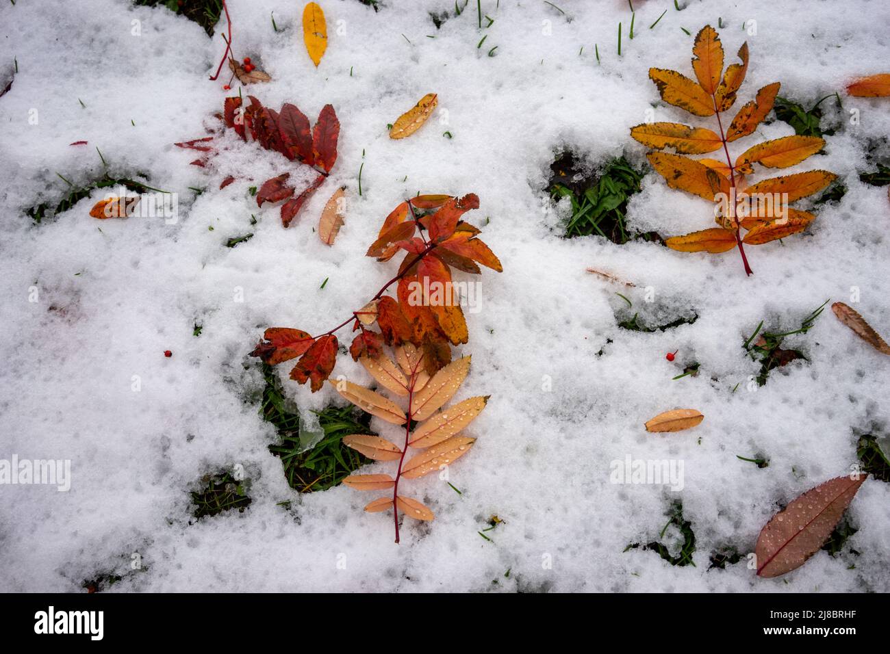 Natürlicher natürlicher Hintergrund mit Herbstblättern auf Schnee Stockfoto