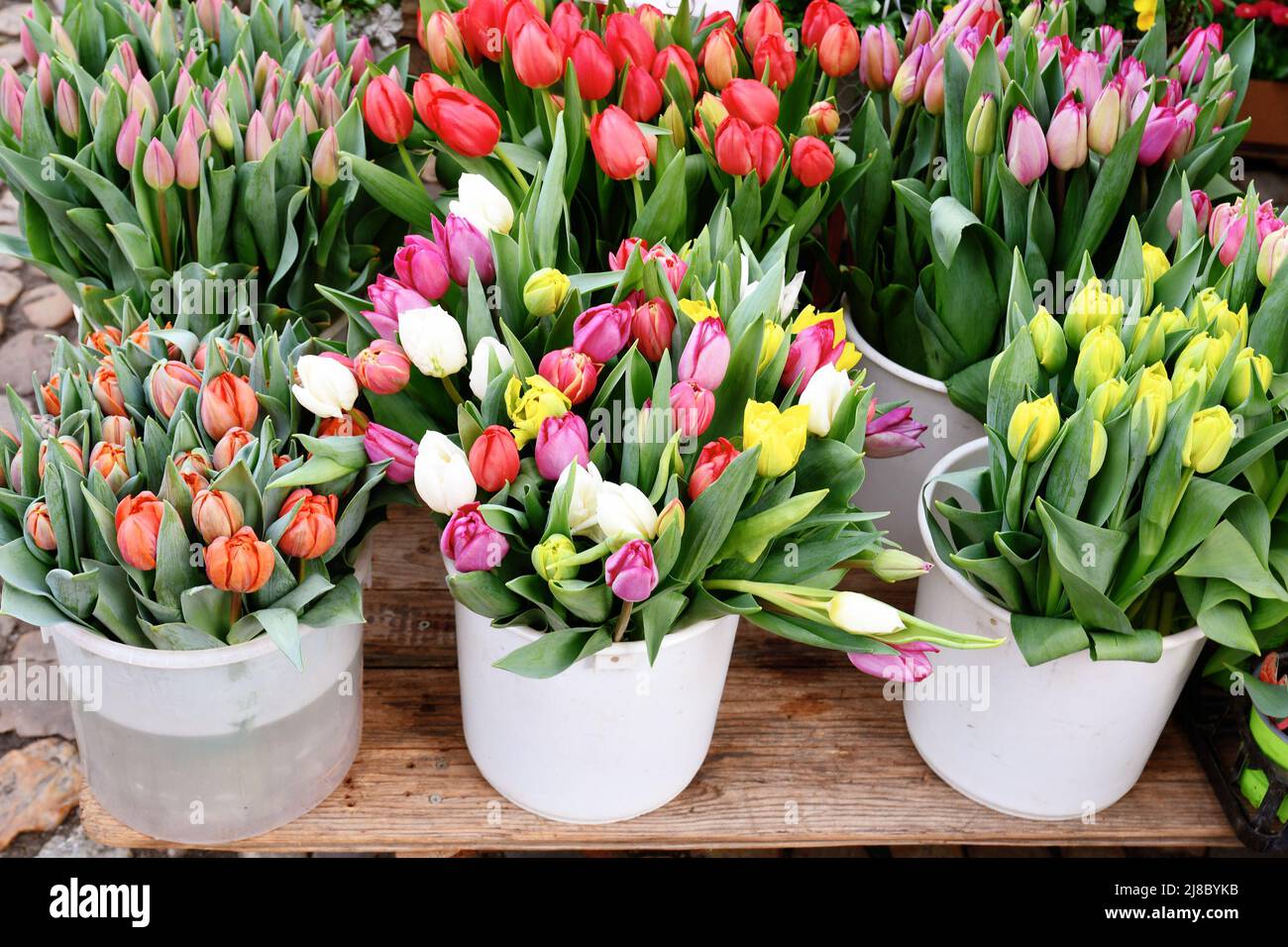Bunte Frühlingsblumen in Eimern am Verkaufsstand Stockfoto