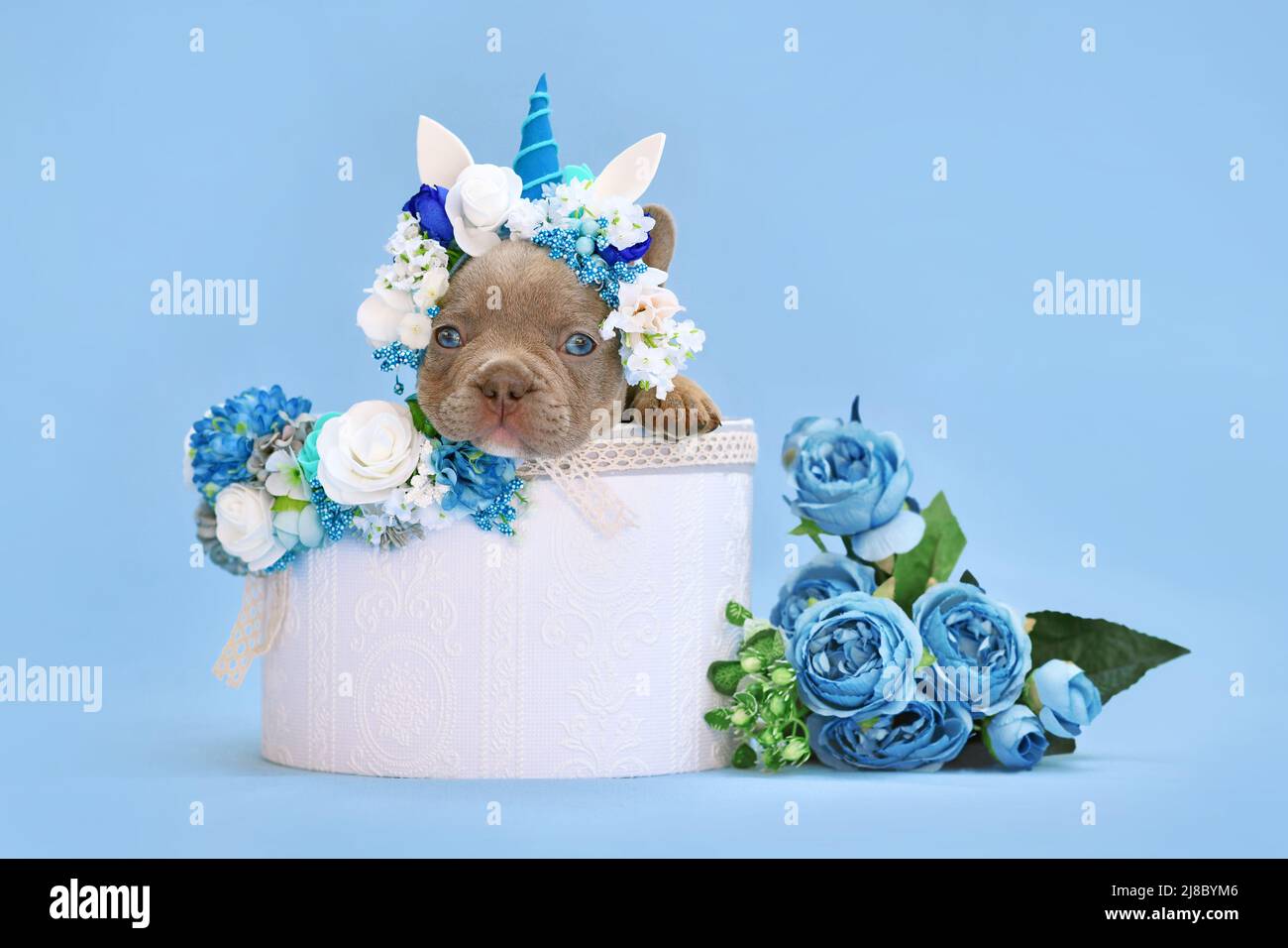 Isabelle French Bulldog Dog Welpe mit Einhorn Stirnband mit Horn guckt aus der Box mit Blumen auf blauem Hintergrund Stockfoto